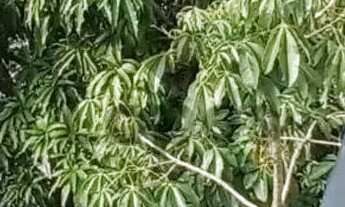 Imagem 7: Recreio dos Bandeirantes