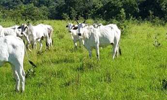 Imagem: Fazenda dupla aptidão a venda em Mato grosso