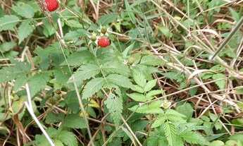 Imagem 4: Terrenos (4), 9.243 m², Condomínio p/ represa, topogr. mista, com rua, 6 km do centro Mair