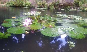 Imagem 4: LINDA CASA 5 SUÍTES VARGEM GRANDE VERDADEIRO PARAÍSO 1250 m TERRENO 456 de área construíd