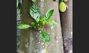 Imagem 3: APARTAMENTO RESIDENCIAL em SÃO PAULO - SP, GRANJA JULIETA