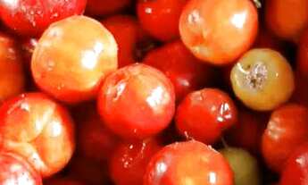 Imagem 4: Vendo casa em sítio casa linda e arejada