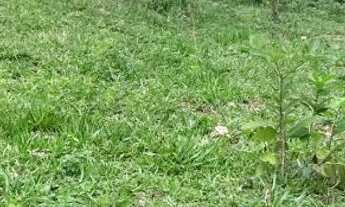 Imagem 4: Terreno com água e energia,5 hectares,28 km Major Prates!!Permuta por casa!!