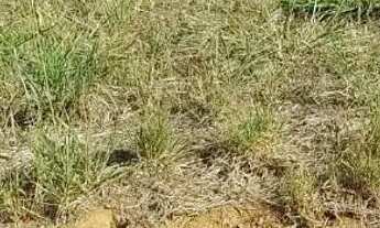 Imagem 2: Terreno à venda, 250 m² por R$ 295.000 - Terras de Cillo - Santa Bárbara DOeste/SP