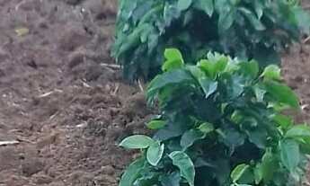 Imagem 2: Fazenda/Sítio/Chácara para venda possui 30000 metros quadrados com 2 quartos