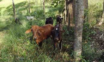 Imagem 3: 2 alqueres Fazenda / sítio com venda por R$130.000