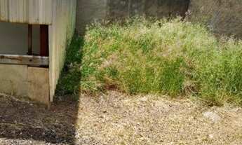 Imagem 4: Terreno para alugar, 260 m² por R$ 2.200/mês - Jardim Aurélia - Campinas/SP