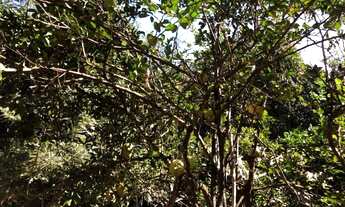 Imagem: CHÁCARA HÁ 5 MINUTOS DE GOIÂNIA