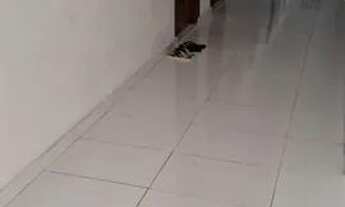 Imagem 5: Apartamento bem localizado na zonas sul no valor de R$ 900,00. Não aceitamos animal!