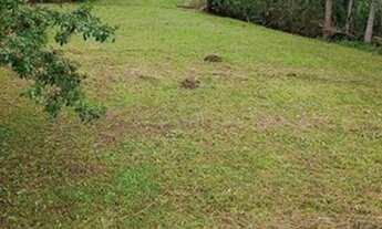 Imagem 2: Aluguel Terreno Ilhota, bairro pedra de amolar