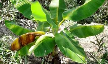 Imagem 6: Chácara 22 mil metros