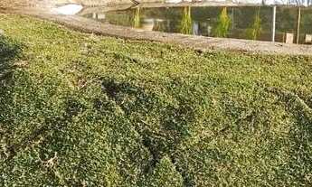 Imagem 4: Oportunidade sítio maravilhoso