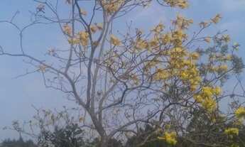 Imagem 5: CHÁCARA 3 HECTARES - OPORTUNIDADE