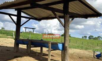 Imagem 4: Fazenda 21,5 alqueires (104,06 hectares) São Luis de Montes Belos - Go