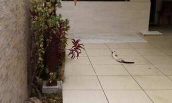 Imagem 7: Sobrado em condomínio com 3 dormitórios e ático