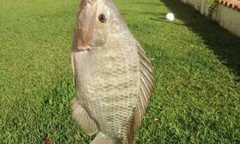 Imagem 4: Chácara para venda com 350 metros quadrados com 5 quartos em dona Catarina - Mairinque - S