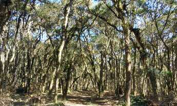 Imagem 4: Terreno com 30000 m² - Próximo a Rampa do Búgio - Bateias de Baixo Campo Alegre - SC