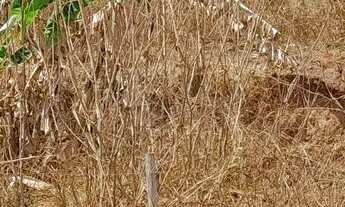 Imagem 4: Lotes no bairro jardim serra azul em mateus leme