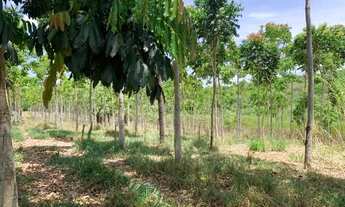 Imagem 5: Fazenda 47ha, 2 casas sede/caseiro plantação de mogno, mangaPalmer,nascente e córrego