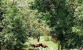 Imagem 6: Linda chácara ao lado de duas cachoeiras e pertinho das melhores praias de Itacaré BA