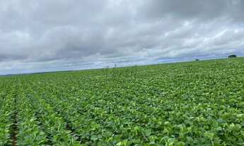 Imagem 4: Fazenda à Venda 472 Hectares Unaí - MG