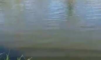 Imagem 7: Dupla Aptidão, Agricultura, pecuária,Pocilga,Tanque de Peixes, Confinamento!!!