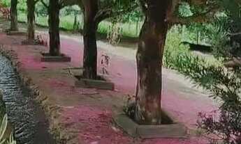 Imagem 2: Chácara 30.000m2 em Abadiânia muita água só R$ 800 mil