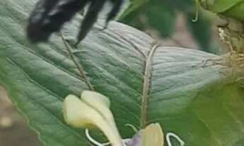 Imagem 3: Sítio na estrada de Manacapuru km62