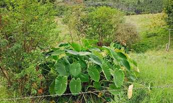 Imagem 2: Vendo terreno em rolante 33x45m