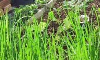 Imagem 4: Vende-se casa Casa com 2 dormitórios