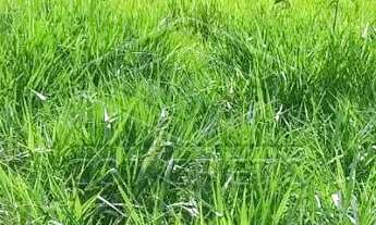 Imagem 4: LINDO LOTE NO JARDIM SOLANGE