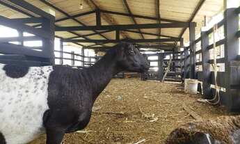 Imagem 3: Fazenda e Haras em Itaporanga/SE - Vende ou Troca