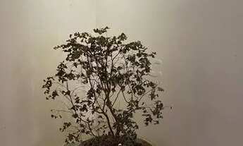 Imagem 4: SAO PAULO - Casa Comercial - PACAEMBU