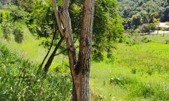 Imagem 2: Terra nua para formação de Sítio ou Chácara no Barreiro