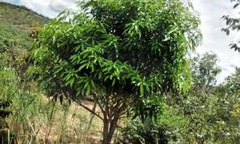 Imagem 2: Chácara a venda