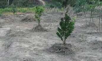 Imagem 3: Vendo terreno no Apolônio Sales mede 12por 35