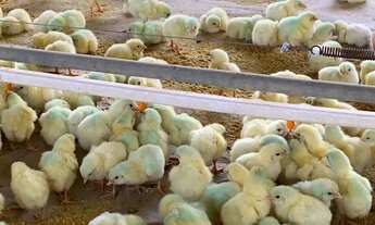 Imagem 4: Área rural com Aviários Cabreuva