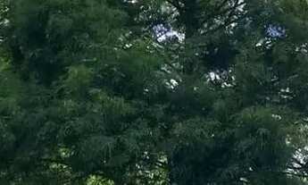 Imagem 2: Lote/Terreno para venda possui 20000 metros quadrados em Campo Largo - Jarinu - São Paulo