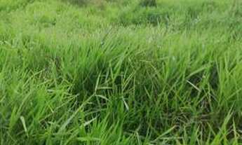 Imagem: Vende-se terreno em Ivinhema, Jardim aeroporto