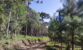 Imagem 6: Terreno com 30000 m² - Próximo a Rampa do Búgio - Bateias de Baixo Campo Alegre - SC