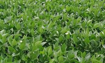 Imagem 3: 7 Alqueires na região de Hidrolândia-GO