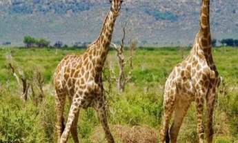 Imagem 4: AREA à Venda no CAMPO GRANDE Campinas