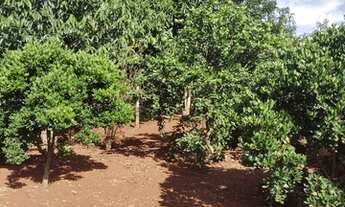 Imagem 2: OPORTUNIDADE - Sitio 2 alqueires sentindo Indianópolis