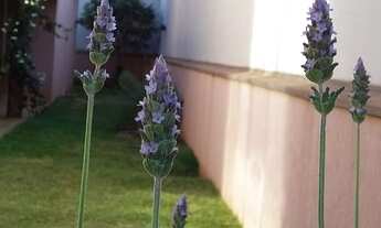 Imagem 7: CASA - PORTAL DO ALTO