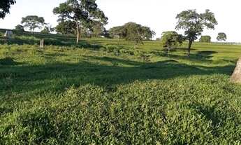 Imagem 2: Fazenda 44 alqueires em Sta Rita do Oeste- com cana e pasto
