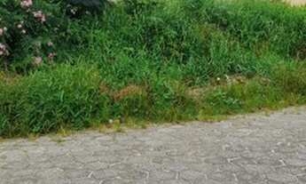 Imagem 4: Excelente Terreno em Garopaba - Santa Catarina