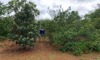 Imagem 2: Sítio de 20.000m², com casa de 2 quartos, poço artesiano e pomar produzindo