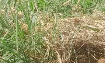 Imagem 3: Chacaras no sítio novo