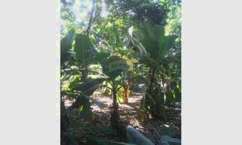 Imagem 2: Lotes de 5 hectares com plantação de mogno africano a ser negociado a parte , há mais de 1