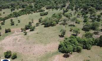 Imagem 6: Fazenda à Venda em Sanclerlândia (GO) 64 Alqueires, Terra Produtiva